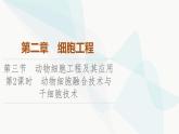 苏教版高中生物选择性必修3第2章第3节第2课时动物细胞融合技术与干细胞技术课件
