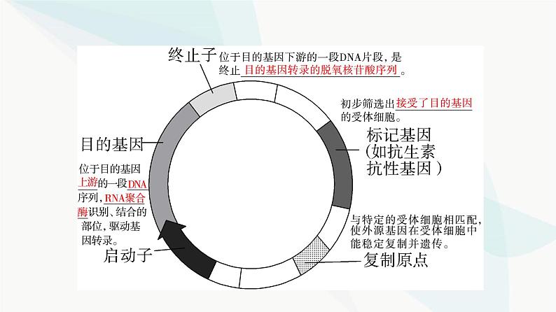 苏教版高中生物选择性必修3第3章第1节第2课时基因工程的基本操作程序课件08