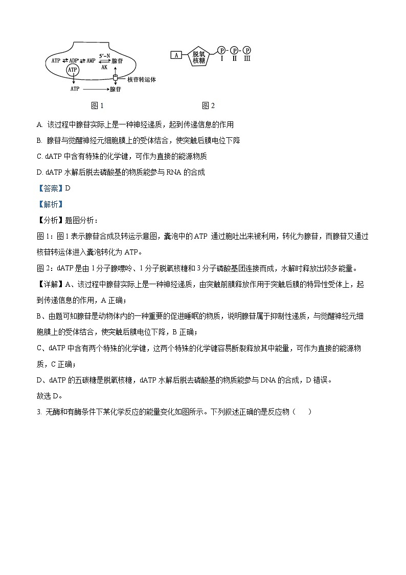 2024届江苏省扬州市仪征市高三四校联考生物试卷（解析版）第2页
