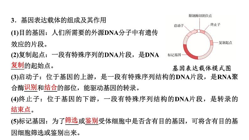 2025届高考 一轮复习 浙科版　基因工程的步骤、应用及其安全性问题 课件(浙江版)第7页