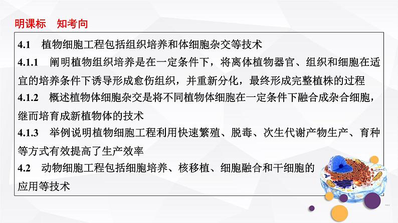 2025届高考 一轮复习 浙科版　植物细胞工程及其应用 课件(浙江版)02