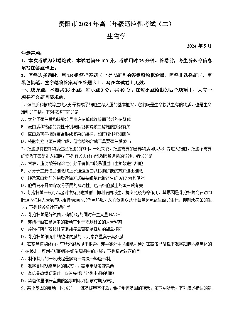 贵州省贵阳市2024届高三下学期5月二模试题生物Word版含答案01