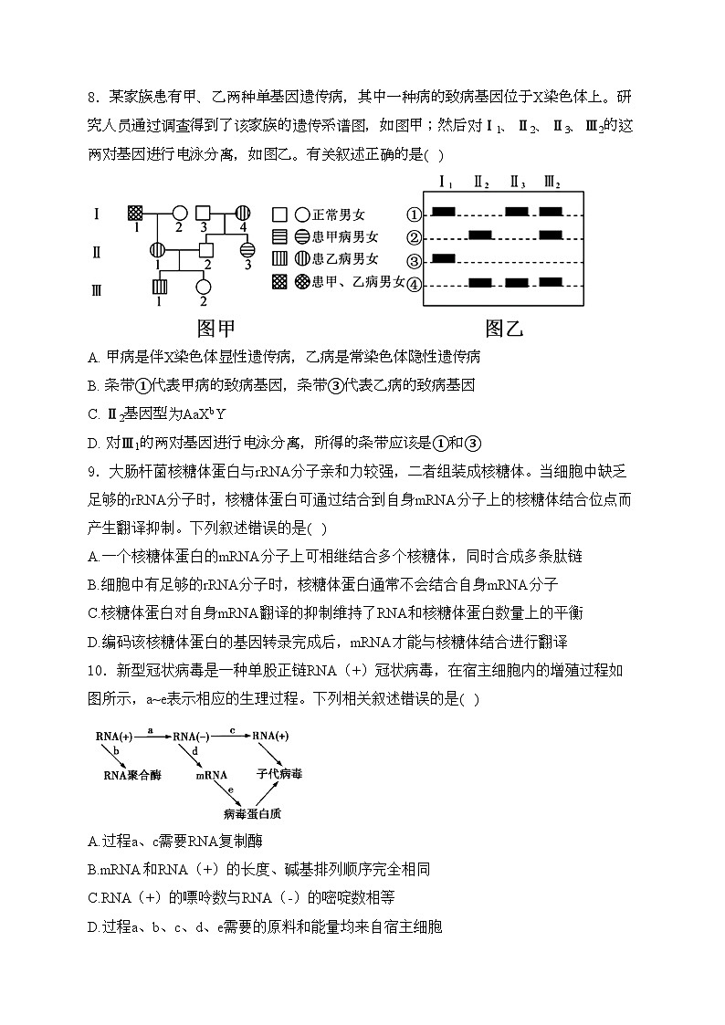西峡县第一高级中学2024届高三上学期11月阶段测试生物试卷(含答案)第3页