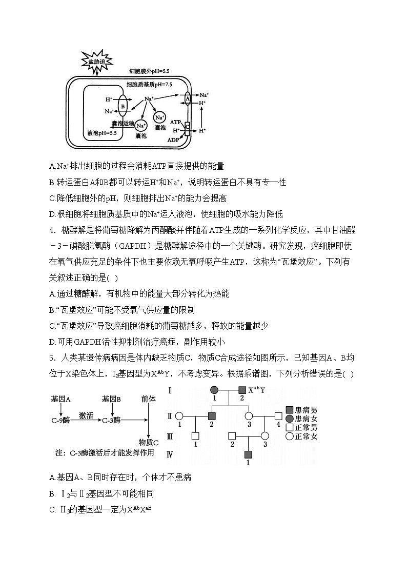 盐城市伍佑中学2024届高三下学期模拟一生物试卷(含答案)02