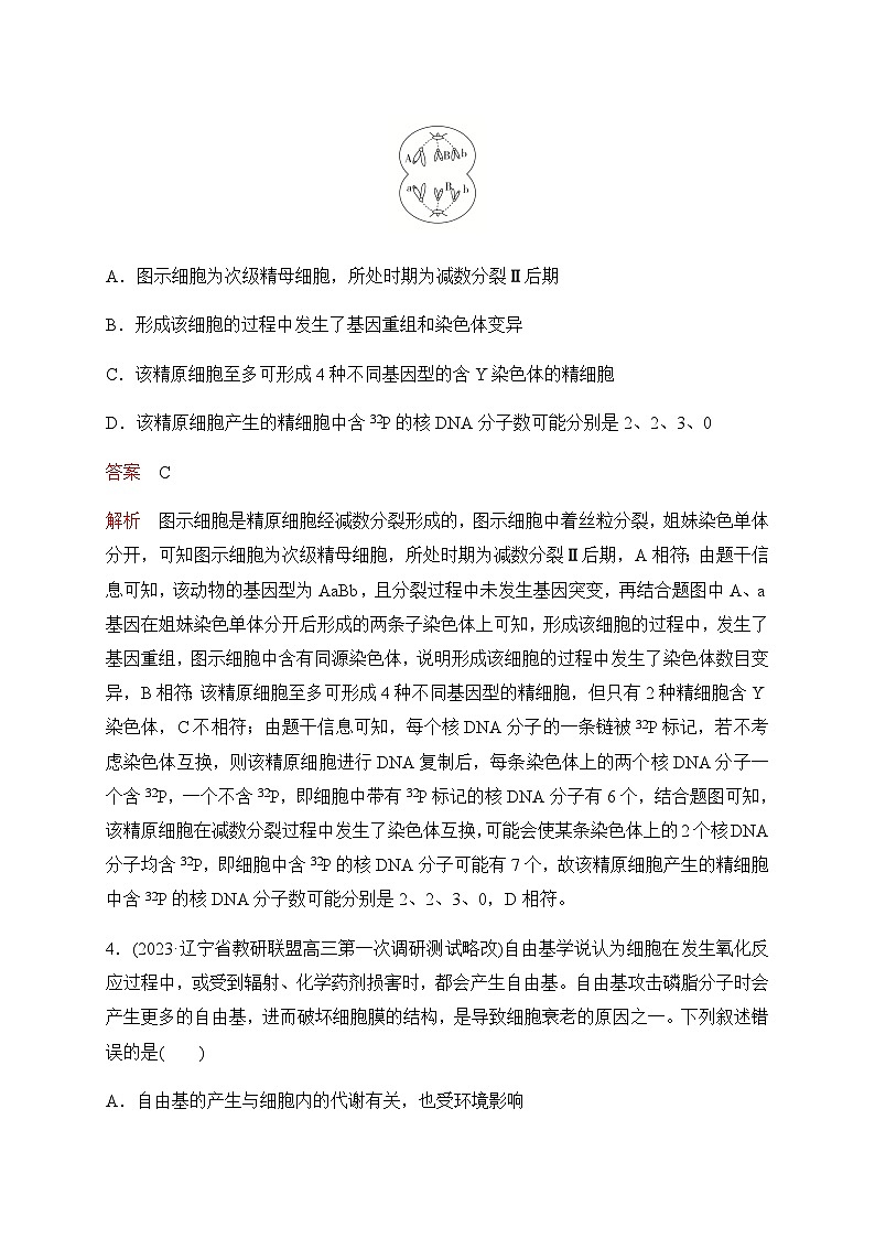 2024届高考生物考前冲刺专题训练3细胞的生命历程（含减数分裂）含答案第3页