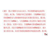 2024届高考生物考前冲刺易错训练2遗传与进化模块课件