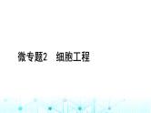 2024届高考生物考前冲刺素能提升6生物技术与工程微专题2细胞工程课件