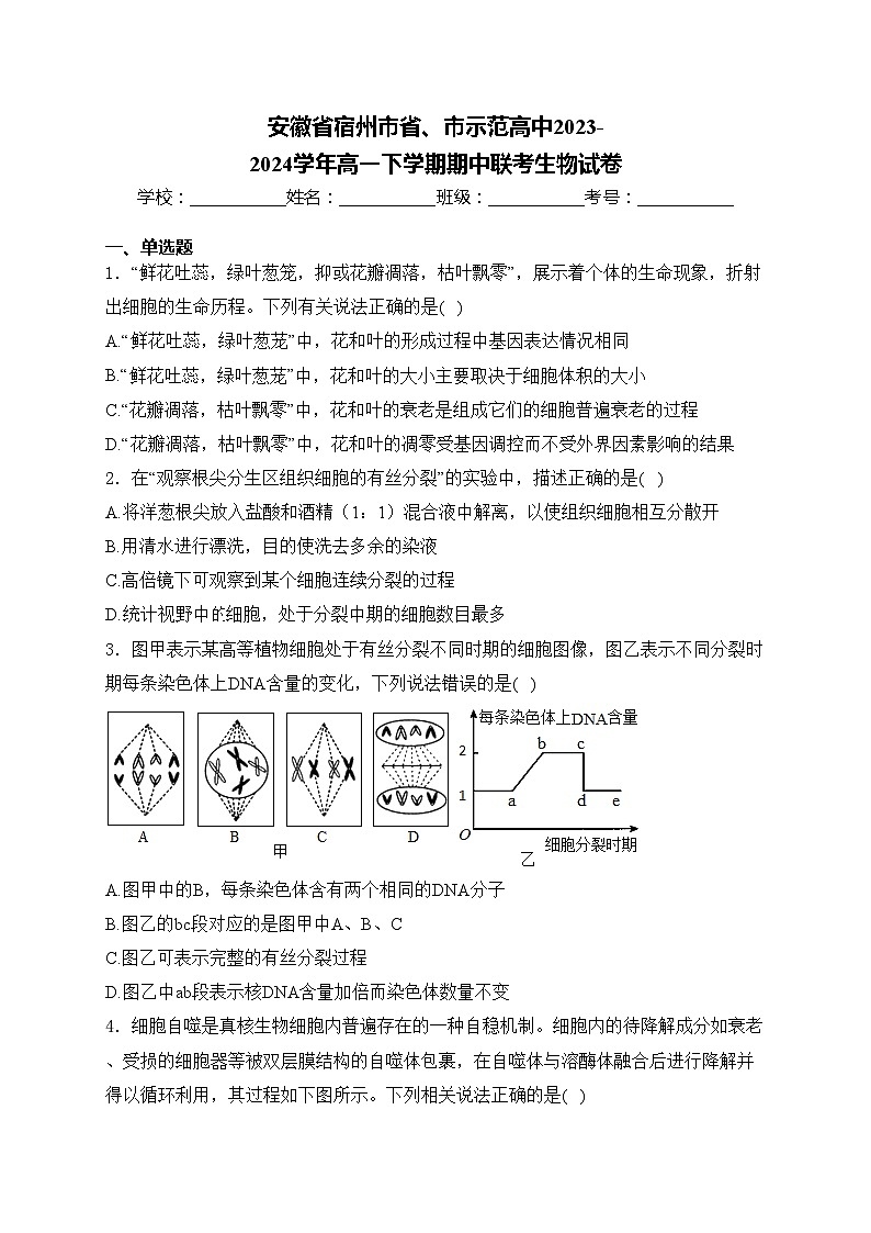 安徽省宿州市省、市示范高中2023-2024学年高一下学期期中联考生物试卷(含答案)第1页