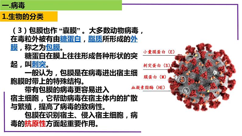 精讲01 病毒-【备战一轮】最新高考生物一轮复习名师精讲课件第7页