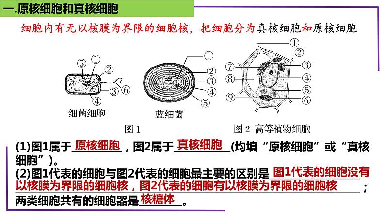 精讲04 细胞的多样性和统一性【备战一轮】最新高考生物一轮复习名师精讲课件第6页