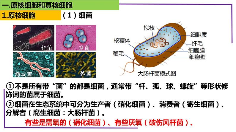 精讲04 细胞的多样性和统一性【备战一轮】最新高考生物一轮复习名师精讲课件第8页