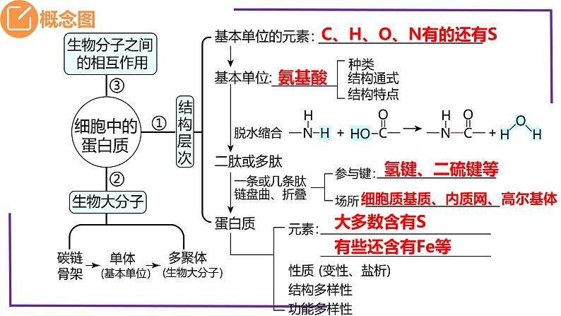 精讲06 蛋白质-【备战一轮】最新高考生物一轮复习名师精讲课件第5页