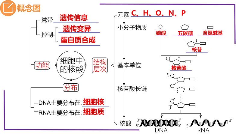 精讲07核酸、糖类和脂质-【备战一轮】最新高考生物一轮复习名师精讲课件第5页