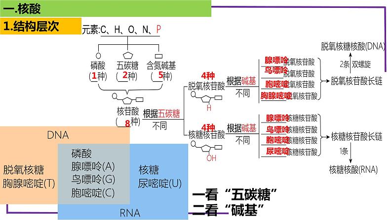 精讲07核酸、糖类和脂质-【备战一轮】最新高考生物一轮复习名师精讲课件第6页