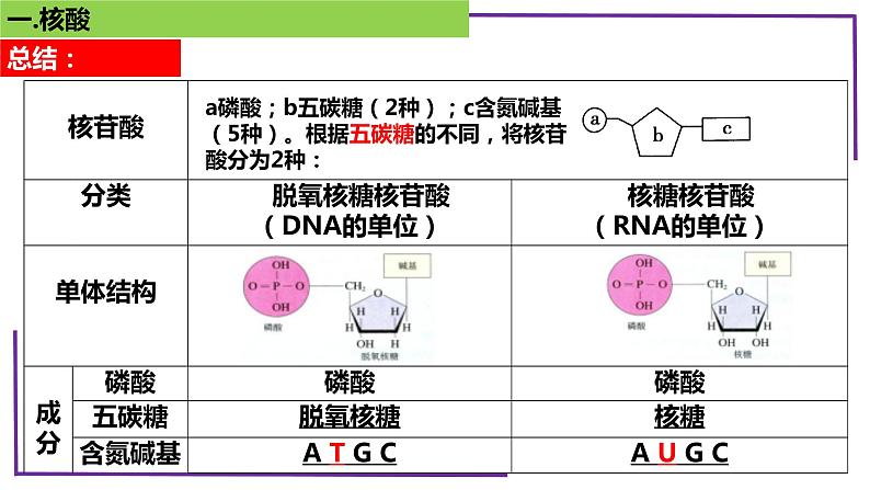 精讲07核酸、糖类和脂质-【备战一轮】最新高考生物一轮复习名师精讲课件第8页