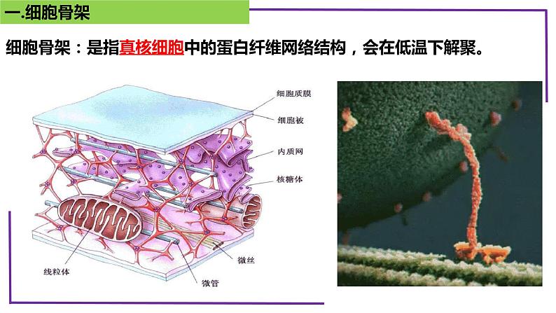 精讲09 细胞器之间的分工合作-【备战一轮】最新高考生物一轮复习名师精讲课件第6页