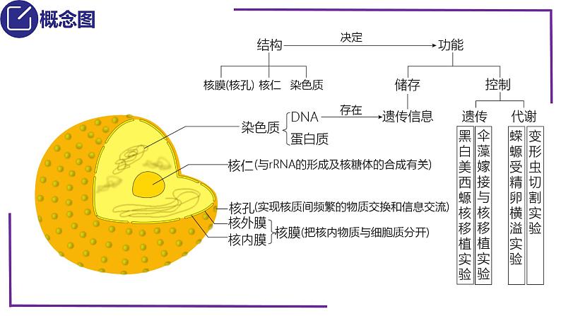 精讲10 细胞核的结构和功能-【备战一轮】最新高考生物一轮复习名师精讲课件第5页