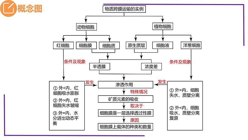 精讲11 水进出细胞的原理-【备战一轮】最新高考生物一轮复习名师精讲课件第5页