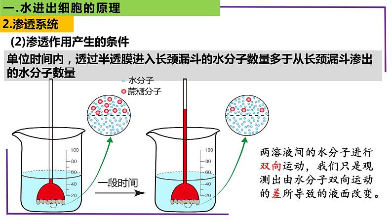 精讲11 水进出细胞的原理-【备战一轮】最新高考生物一轮复习名师精讲课件第8页