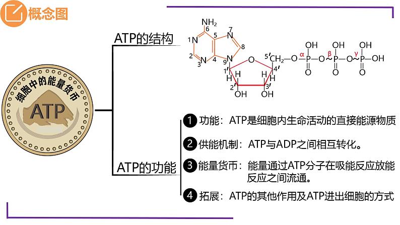 精讲14 细胞的能量“货币”ATP-【备战一轮】最新高考生物一轮复习名师精讲课件第5页