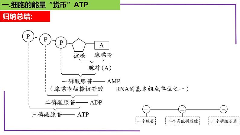 精讲14 细胞的能量“货币”ATP-【备战一轮】最新高考生物一轮复习名师精讲课件第7页