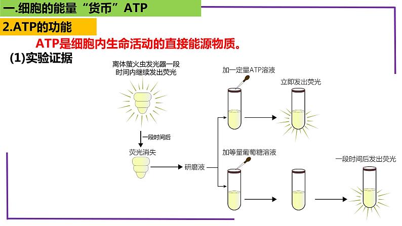 精讲14 细胞的能量“货币”ATP-【备战一轮】最新高考生物一轮复习名师精讲课件第8页