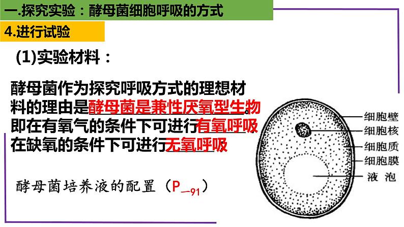 精讲15 探究酵母菌细胞呼吸的方式-【备战一轮】最新高考生物一轮复习名师精讲课件第8页