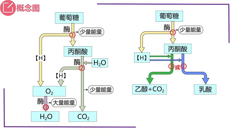 精讲16 细胞呼吸-【备战一轮】最新高考生物一轮复习名师精讲课件第6页