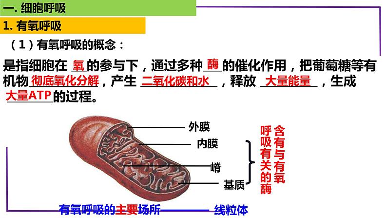 精讲16 细胞呼吸-【备战一轮】最新高考生物一轮复习名师精讲课件第8页