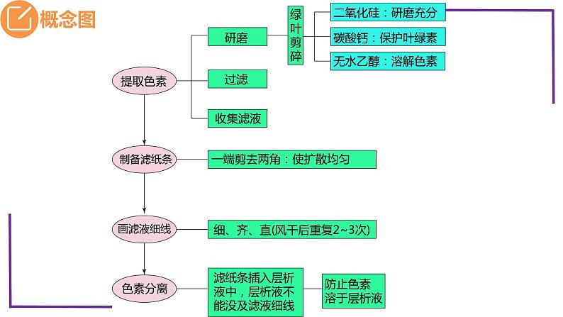 精讲17 光合作用1（捕获光能的色素和结构）-【备战一轮】最新高考生物一轮复习名师精讲课件05