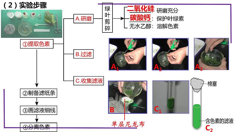 精讲17 光合作用1（捕获光能的色素和结构）-【备战一轮】最新高考生物一轮复习名师精讲课件07