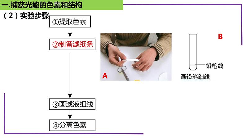 精讲17 光合作用1（捕获光能的色素和结构）-【备战一轮】最新高考生物一轮复习名师精讲课件08