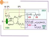 精讲20 光合作用4（光合作用与呼吸作用）-【备战一轮】最新高考生物一轮复习名师精讲课件