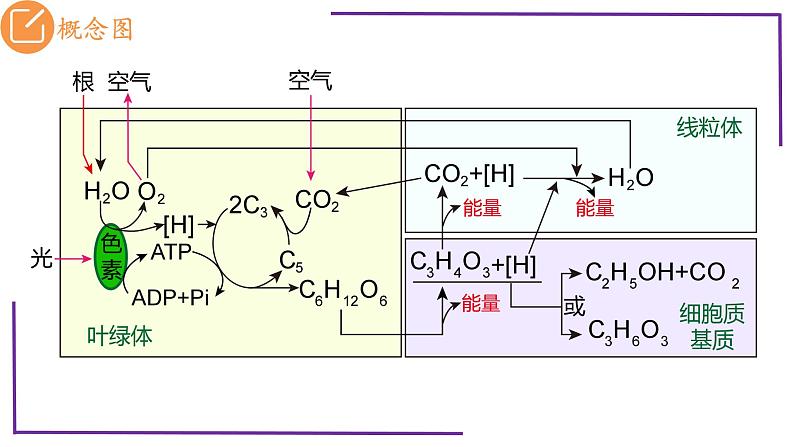 精讲20 光合作用4（光合作用与呼吸作用）-【备战一轮】最新高考生物一轮复习名师精讲课件05