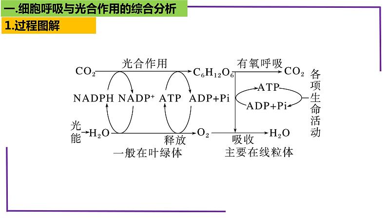 精讲20 光合作用4（光合作用与呼吸作用）-【备战一轮】最新高考生物一轮复习名师精讲课件06