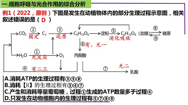 精讲20 光合作用4（光合作用与呼吸作用）-【备战一轮】最新高考生物一轮复习名师精讲课件07