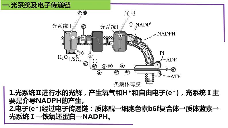 精讲21 光合作用5(光呼吸、电子传递、C4等植物)-【备战一轮】最新高考生物一轮复习名师精讲课件第5页