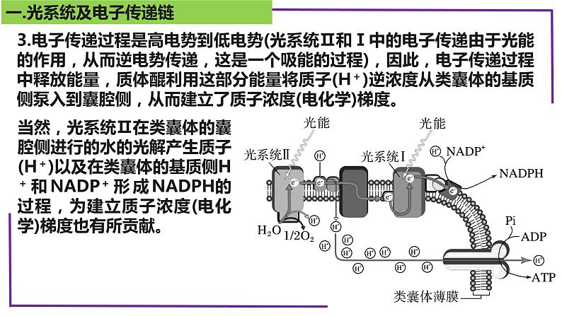 精讲21 光合作用5(光呼吸、电子传递、C4等植物)-【备战一轮】最新高考生物一轮复习名师精讲课件第6页