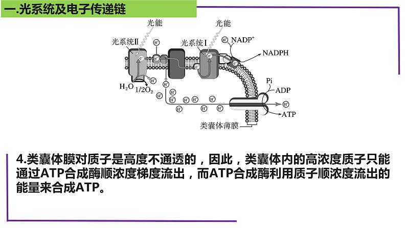 精讲21 光合作用5(光呼吸、电子传递、C4等植物)-【备战一轮】最新高考生物一轮复习名师精讲课件第7页