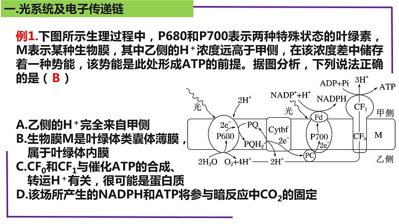 精讲21 光合作用5(光呼吸、电子传递、C4等植物)-【备战一轮】最新高考生物一轮复习名师精讲课件第8页