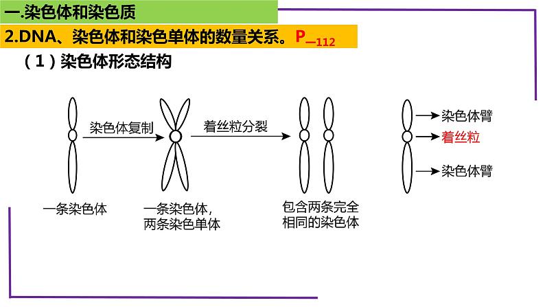 精讲22 染色体-【备战一轮】最新高考生物一轮复习名师精讲课件07