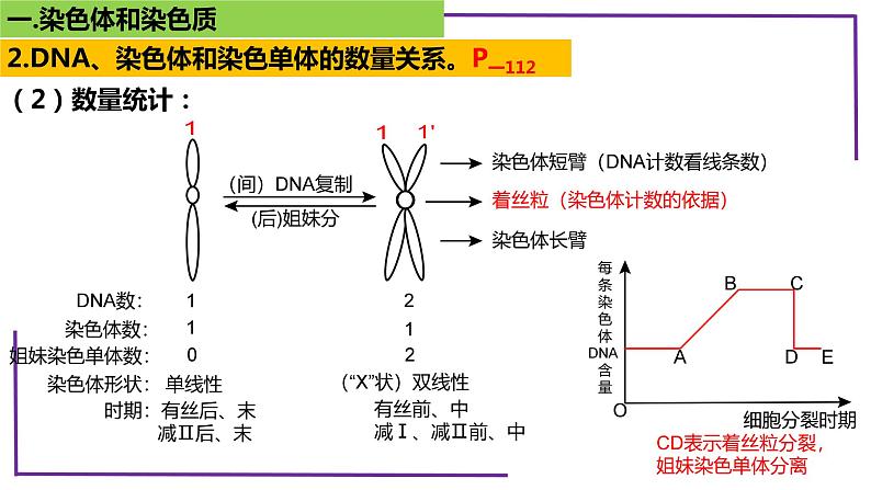 精讲22 染色体-【备战一轮】最新高考生物一轮复习名师精讲课件08