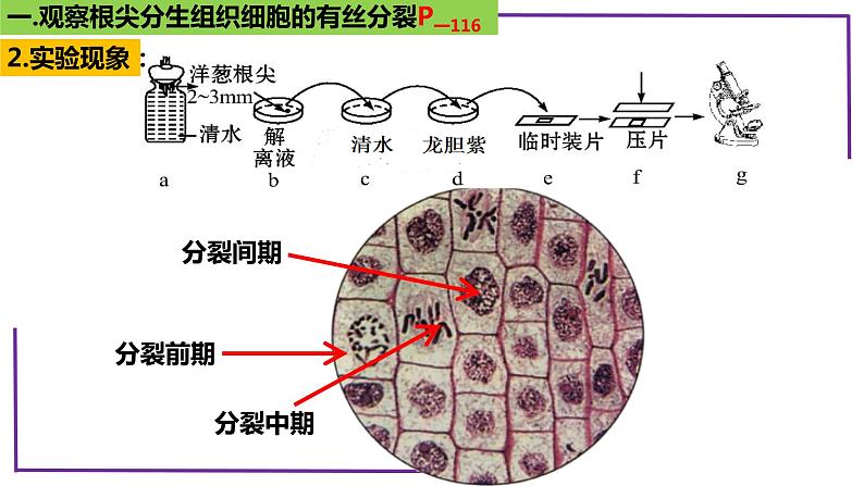 精讲23 分裂有关的三个实验-【备战一轮】最新高考生物一轮复习名师精讲课件第8页