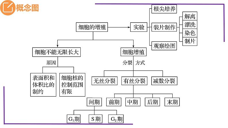 精讲24 细胞增殖-【备战一轮】最新高考生物一轮复习名师精讲课件第5页