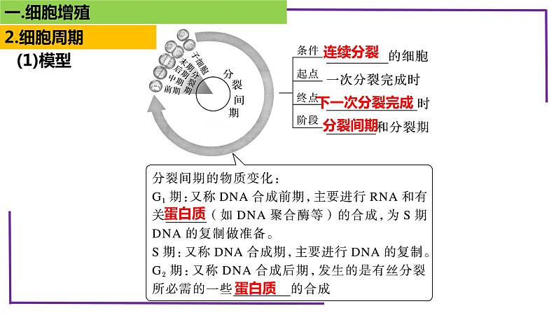 精讲24 细胞增殖-【备战一轮】最新高考生物一轮复习名师精讲课件第7页