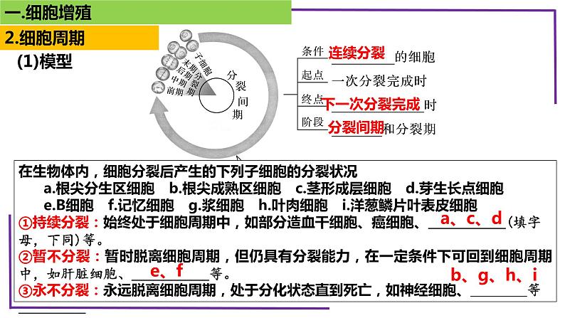 精讲24 细胞增殖-【备战一轮】最新高考生物一轮复习名师精讲课件第8页