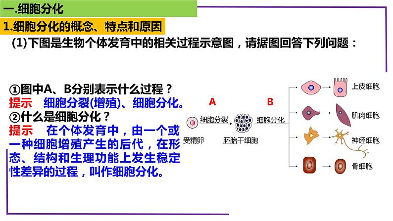 精讲25 细胞的分化、衰老、死亡-【备战一轮】最新高考生物一轮复习名师精讲课件06