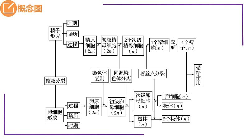 精讲26 减数分裂-【备战一轮】最新高考生物一轮复习名师精讲课件第5页