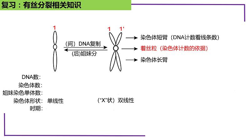 精讲26 减数分裂-【备战一轮】最新高考生物一轮复习名师精讲课件第6页