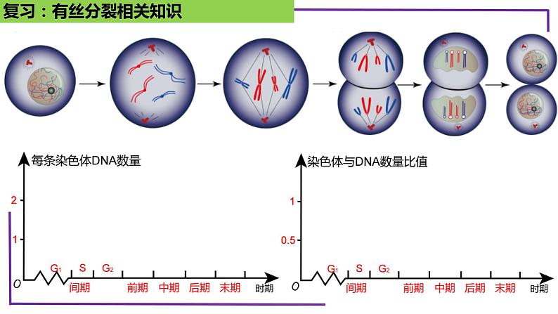 精讲26 减数分裂-【备战一轮】最新高考生物一轮复习名师精讲课件第7页